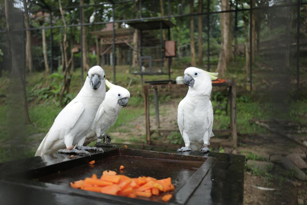 Kasuari Exotic Resort Magelang Exteriör bild